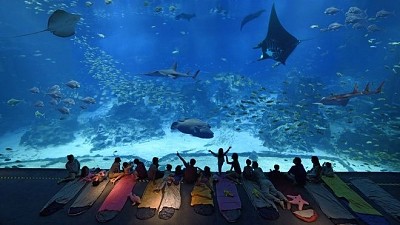Aquarium - thủy cung lớn nhất Đông Nam Á tại Singapore Aquarium - thủy cung lớn nhất Đông Nam Á tại Singapore