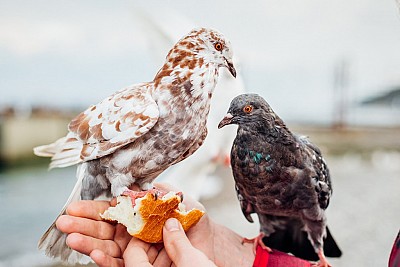 Hòa Mình Với Văn Hóa Sư Tử Biển Hòa Mình Với Văn Hóa Sư Tử Biển