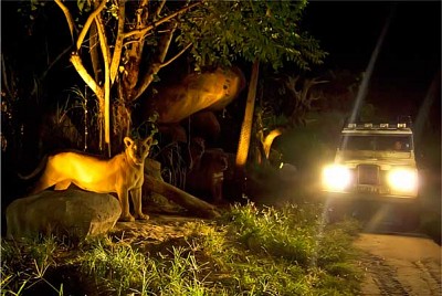 Night Safari Night Safari