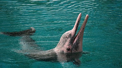 Trải nghiệm chương trình thế giới cá Heo ở Sentosa Trải nghiệm chương trình thế giới cá Heo ở Sentosa