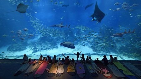 Aquarium - thủy cung lớn nhất Đông Nam Á tại Singapore