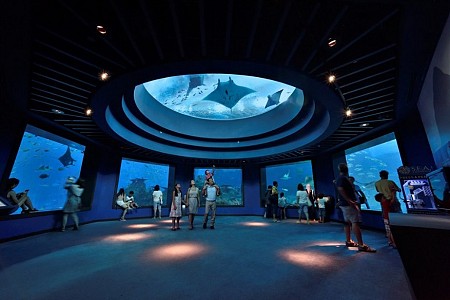 Lặn sâu xuống lòng thế giới đại dương SEA Aquarium ở Sentosa
