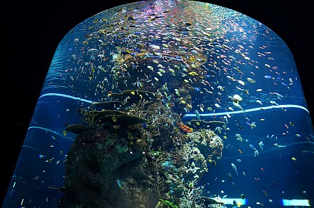 Thế giới đại dương màu nhiệm ở thủy cung lớn nhất châu Á