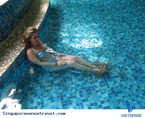 Ghé thăm vương quốc cá cảnh Singapore - Ảnh 4