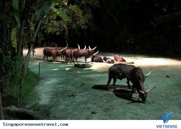 Kinh nghiệm khám phá sở thú đêm Night Safari 2018 - Ảnh 6