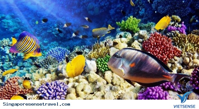 Aquarium - thủy cung lớn nhất Đông Nam Á tại Singapore - Ảnh 2