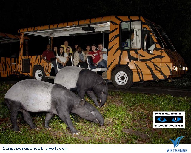 Không thể bỏ qua Night Safari Không thể bỏ qua Night Safari