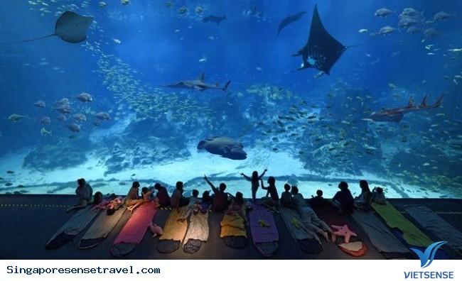 Aquarium - thủy cung lớn nhất Đông Nam Á tại Singapore - Ảnh 1