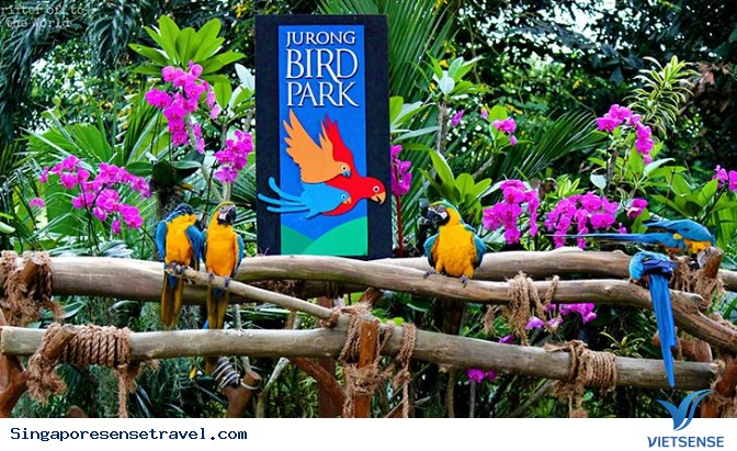 Vườn chim Jurong Vườn chim Jurong