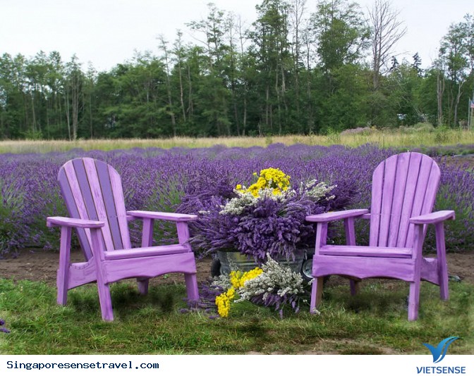 Cao nguyên Cameron - Ảnh 5 Cao nguyên Cameron - Ảnh 5