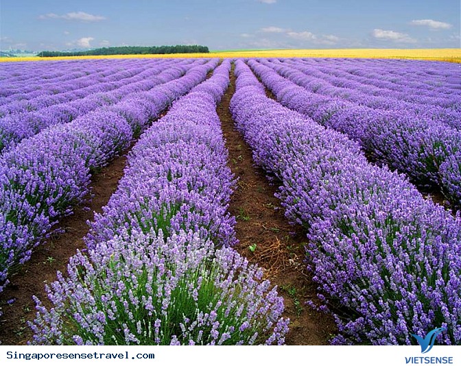 Cao nguyên Cameron - Ảnh 3 Cao nguyên Cameron - Ảnh 3