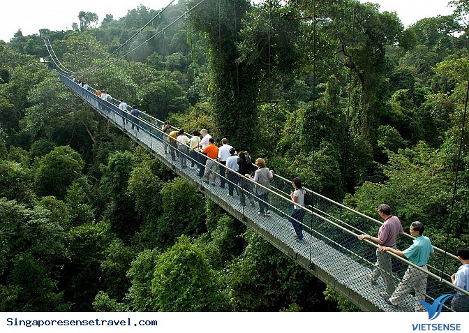 Sải bước trên cầu treo Tree Top Walk Sải bước trên cầu treo Tree Top Walk