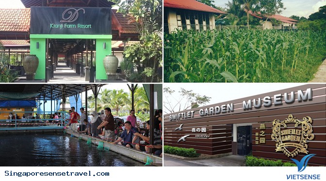 Đọc tên các trang trại cho bạn trải nghiệm thú vị về Singapore - Ảnh 3 Đọc tên các trang trại cho bạn trải nghiệm thú vị về Singapore - Ảnh 3