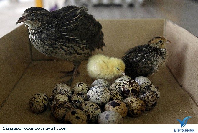 Đọc tên các trang trại cho bạn trải nghiệm thú vị về Singapore - Ảnh 2 Đọc tên các trang trại cho bạn trải nghiệm thú vị về Singapore - Ảnh 2