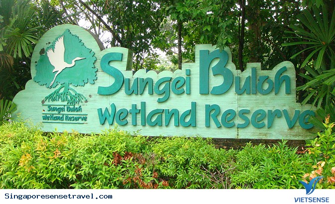 Khu bảo tồn tồn ngập mặn Sungei Buloh ở Singapore - Ảnh 1