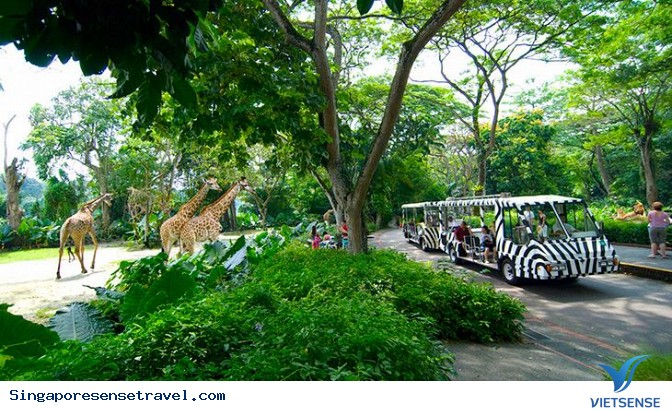 Sở thú Singapore Sở thú Singapore