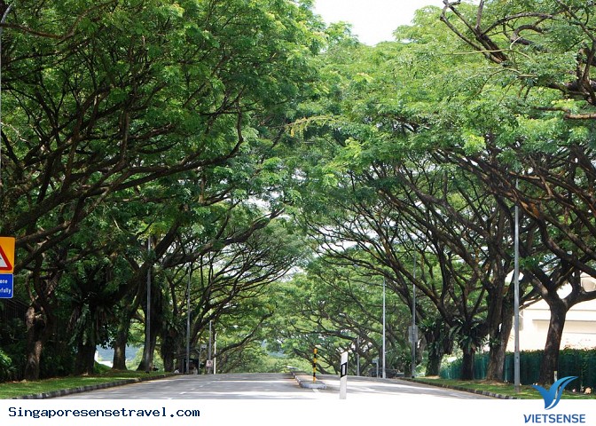 Singapore phủ xanh toàn bộ đất nước - Ảnh 1 Singapore phủ xanh toàn bộ đất nước - Ảnh 1