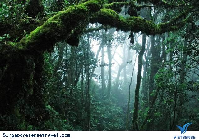 Taman Negara - vườn quốc gia của Malaysia - Ảnh 2 Taman Negara - vườn quốc gia của Malaysia - Ảnh 2