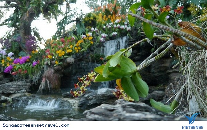 Vườn bách thảo Botanic garden Singapore - Ảnh 2