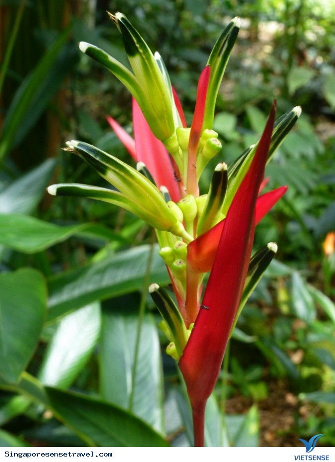 Vườn Bách Thảo Singapore - Ảnh 4 Vườn Bách Thảo Singapore - Ảnh 4