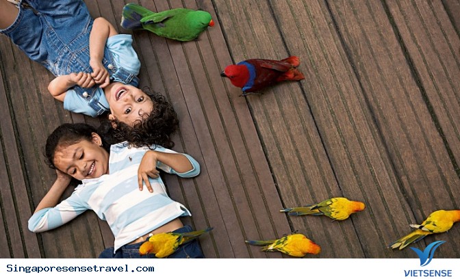 Vườn Chim Jurong - Ảnh 3 Vườn Chim Jurong - Ảnh 3