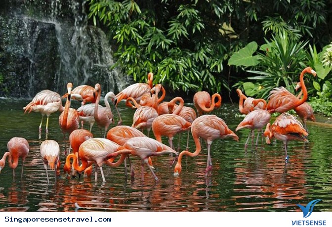 Vườn Chim Jurong - Ảnh 2 Vườn Chim Jurong - Ảnh 2