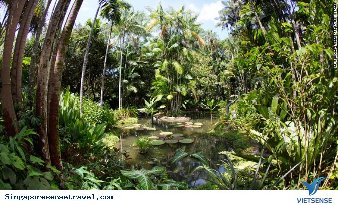Vườn nhiệt đới Singapore được công nhận di sản thế giới - Ảnh 3 Vườn nhiệt đới Singapore được công nhận di sản thế giới - Ảnh 3