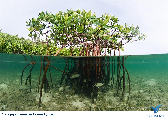Bạn đã biết những gì về đảo Pulau Tekong? - Ảnh 2 Bạn đã biết những gì về đảo Pulau Tekong? - Ảnh 2