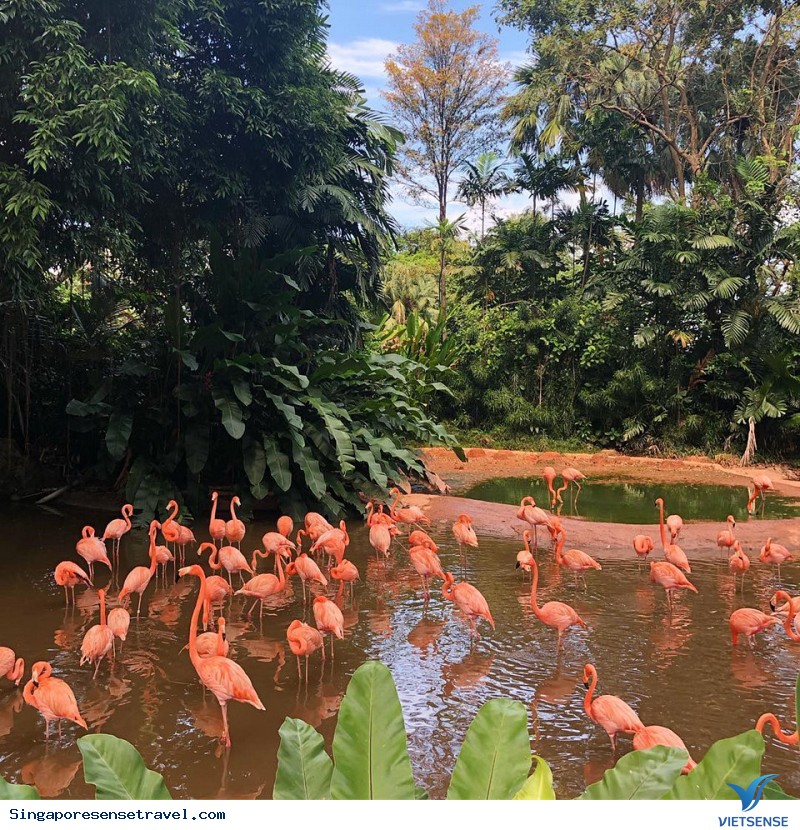 Khám Phá Những Điểm Đến Thú Vị Cho Lữ khách
Yêu Động Vật Ở Singapore - Ảnh 4 Khám Phá Những Điểm Đến Thú Vị Cho khách thăm quan Yêu Động Vật Ở Singapore - Ảnh 4