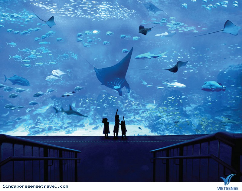 Khám Phá Những Điểm Đến Thú Vị Cho khách thăm quan Yêu Động Vật Ở Singapore - Ảnh 3 Khám Phá Những Điểm Đến Thú Vị Cho Lữ khách
Yêu Động Vật Ở Singapore - Ảnh 3