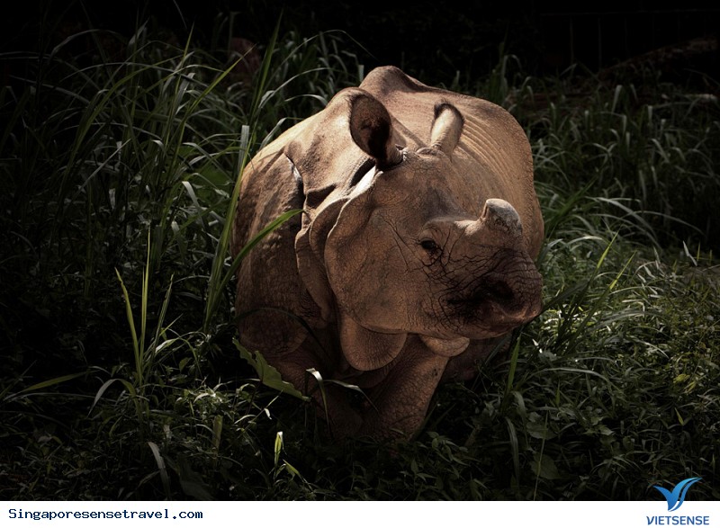 Khám Phá Những Điểm Đến Thú Vị Cho Lữ khách
Yêu Động Vật Ở Singapore - Ảnh 5 Khám Phá Những Điểm Đến Thú Vị Cho Lữ khách
Yêu Động Vật Ở Singapore - Ảnh 5
