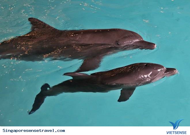 Khám Phá Những Điểm Vui Chơi Quên Sầu Tại Singapore Hè Này - Ảnh 1 Khám Phá Những Điểm Vui Chơi Quên Sầu Tại Singapore Hè Này - Ảnh 1