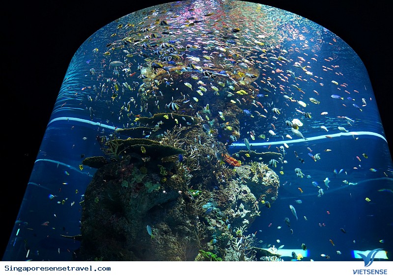 Thế giới đại dương màu nhiệm ở thủy cung lớn nhất châu Á - Ảnh 5 Thế giới đại dương màu nhiệm ở thủy cung lớn nhất châu Á - Ảnh 5