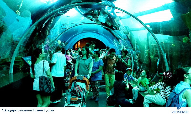 Thế giới đại dương màu nhiệm ở thủy cung lớn nhất châu Á - Ảnh 2 Thế giới đại dương màu nhiệm ở thủy cung lớn nhất châu Á - Ảnh 2