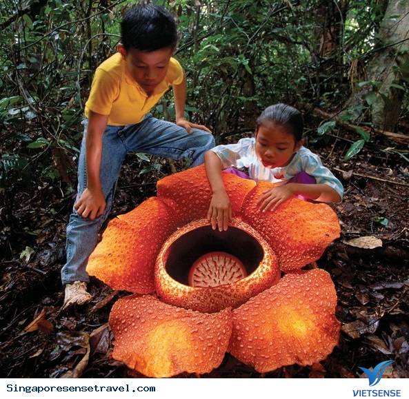 10 sự thật đầy ngỡ ngàng về Malaysia - Ảnh 5