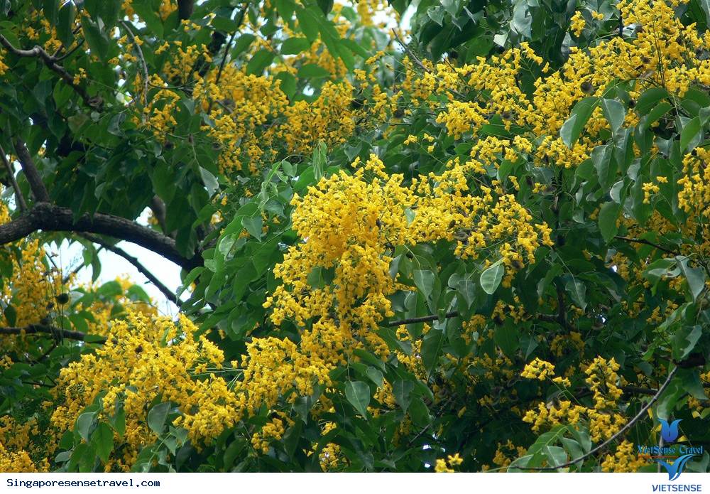 cây angsana cây angsana