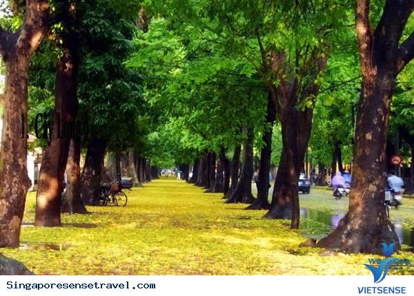 cây xà cừ cây xà cừ