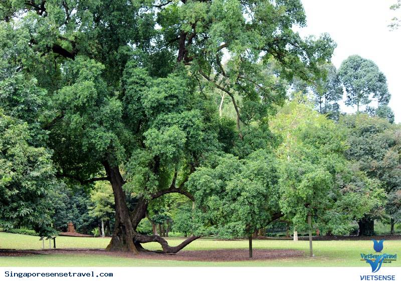 cây lọng ô cây lọng ô