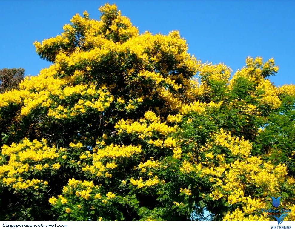 cây lim sét cây lim sét