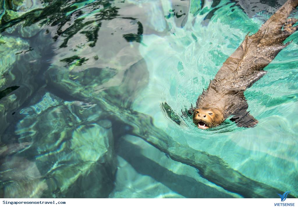 Bạn có con nhỏ hãy đưa tới 5 sở thú Singapore sau - Ảnh 4 Bạn có con nhỏ hãy đưa tới 5 sở thú Singapore sau - Ảnh 4