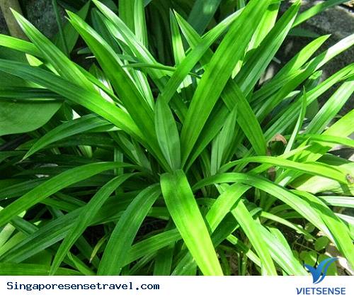 Bật mí cách đầu bếp Singapore nấu cơm và cháo cực ngon - Ảnh 2