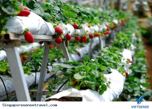 Cao nguyên Cameron - Ảnh 2 Cao nguyên Cameron - Ảnh 2