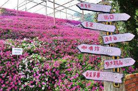 Cao nguyên Cameron - Ảnh 6 Cao nguyên Cameron - Ảnh 6