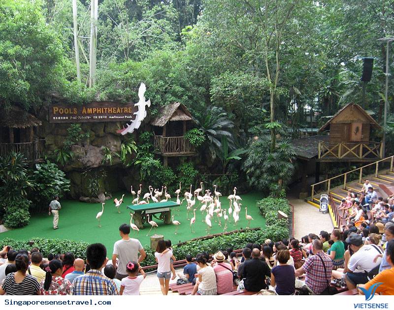 birdsshowsingapore.jpg (800×600) birdsshowsingapore.jpg (800×600)