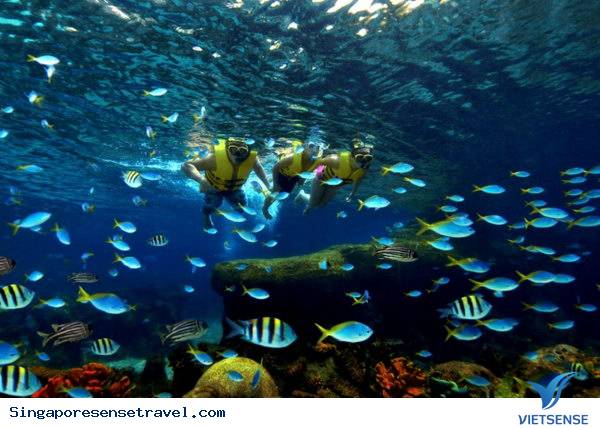 Adventure Cove Waterpark - Ảnh 2