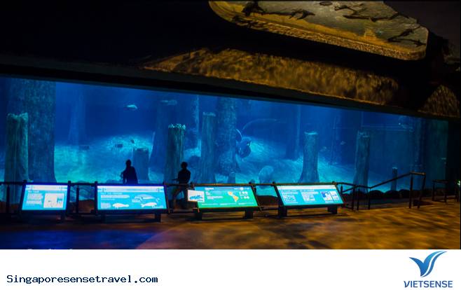 Công viên thủy cung River Safari - Ảnh 2 Công viên thủy cung River Safari - Ảnh 2