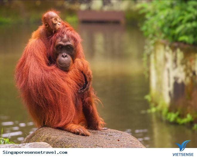 Trải Nghiệm Nhất Định Phải Thử Khi Đến Singapore