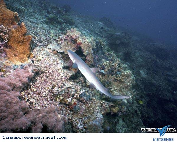 sanho2.jpg (284×177)