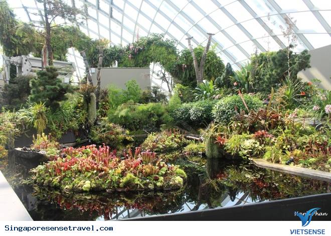 Độc đáo kỳ quan số 8 thế giới – Vườn bên vịnh Singapore - Ảnh 7 Độc đáo kỳ quan số 8 thế giới – Vườn bên vịnh Singapore - Ảnh 7