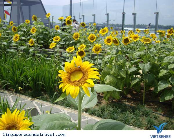 Nội thất sân bay Singapore - Ảnh 7 Nội thất sân bay Singapore - Ảnh 7